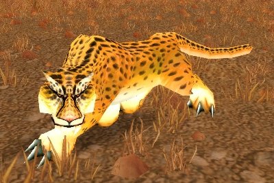 魔兽世界wlk猫在哪抓